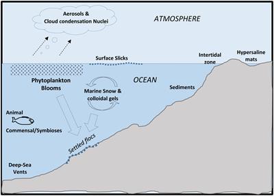 Microbial Extracellular Polymeric Substances (EPSs) in Ocean Systems